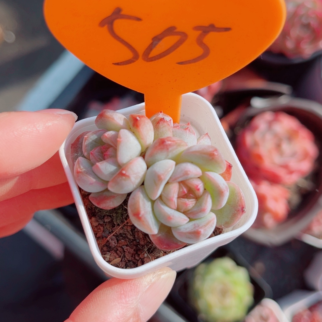 505号小老桩思黛珍妮群