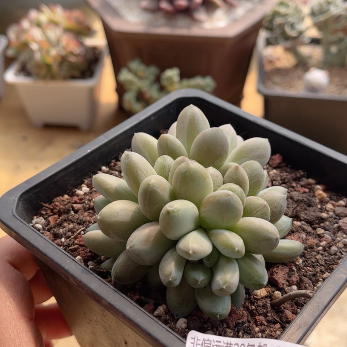 【闪购商品】185咖啡豆美人