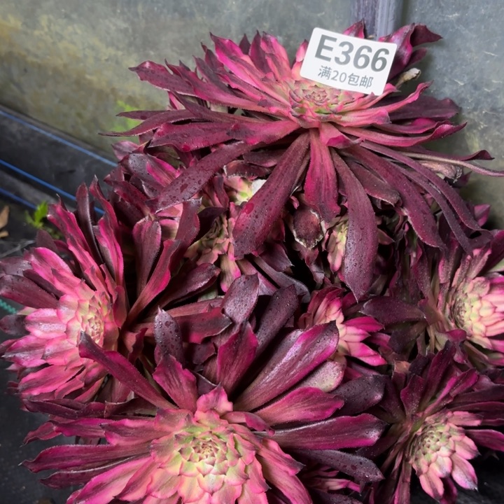 瑞妈一物一拍366