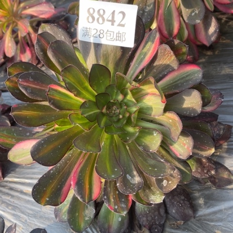 花蝴蝶多肉多肉8842