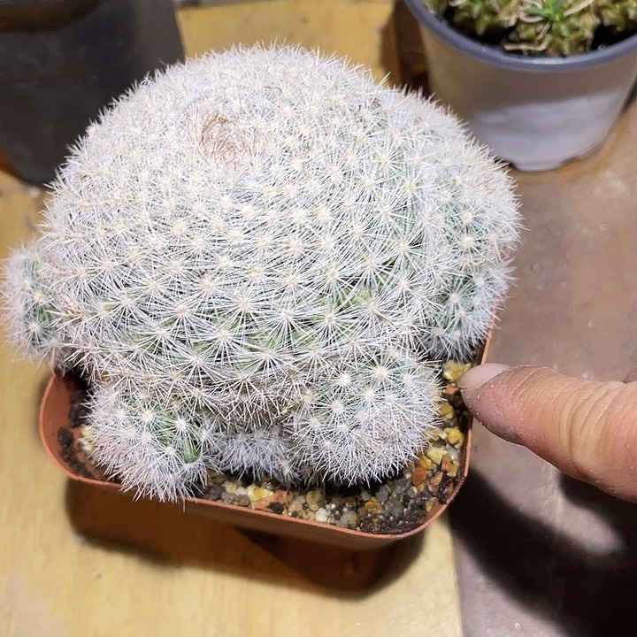 满38包邮2天凑单，脱土晾根发货多肉植物?*