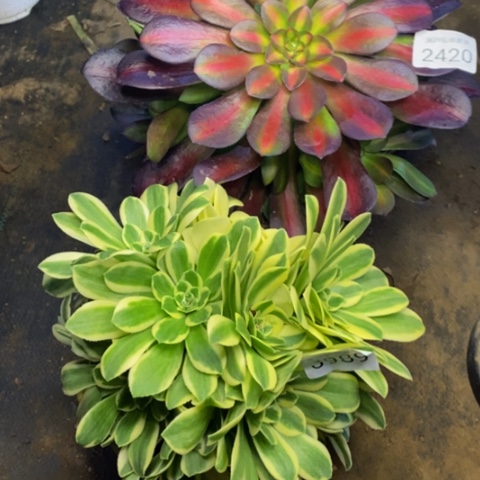 两盆多肉植物2420