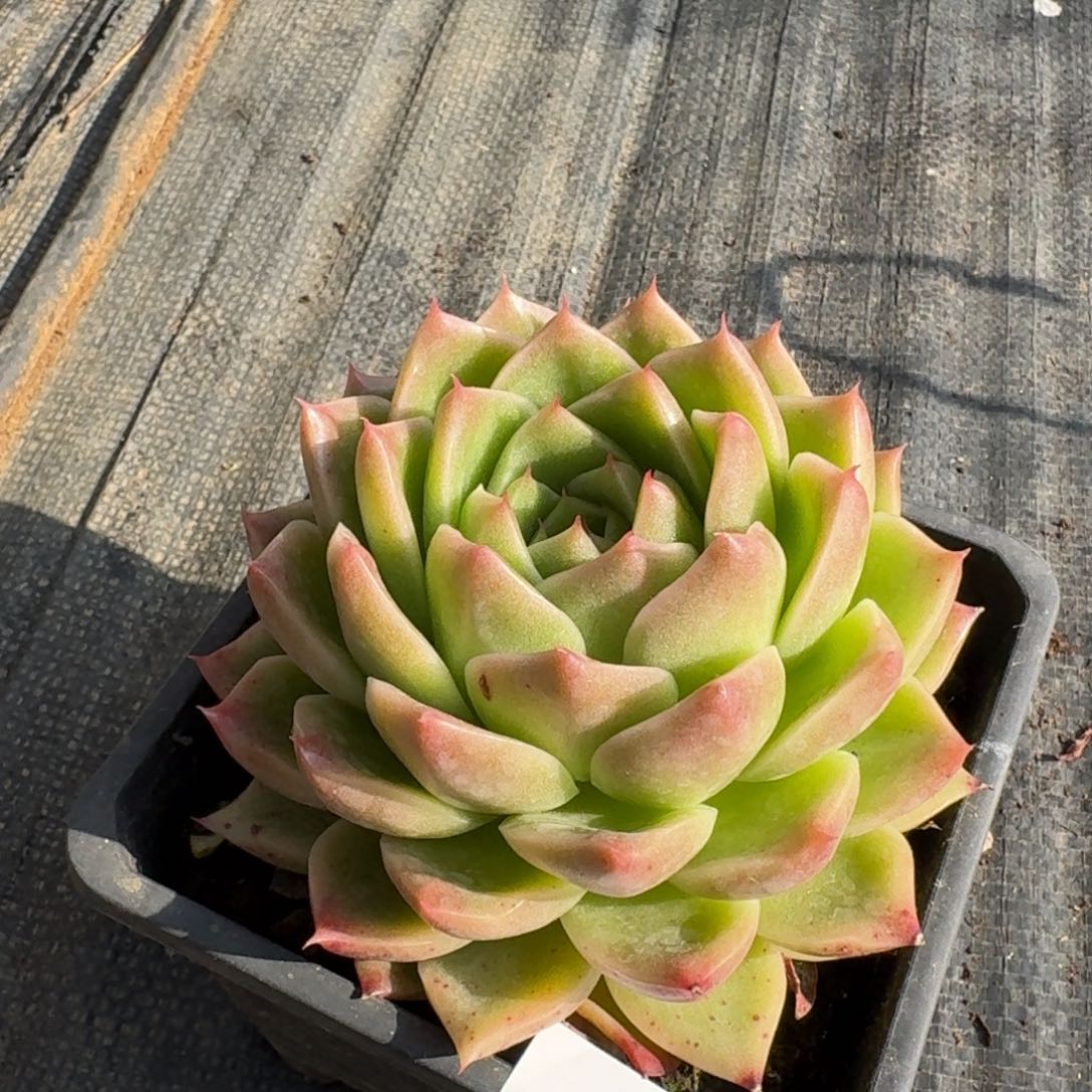 多肉杂交一物一拍24-108