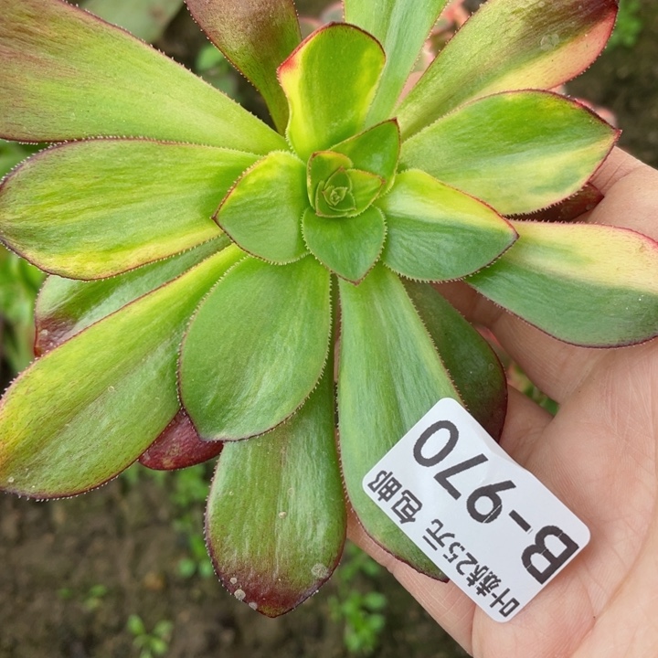 风*970巫毒七吧砍头12345678多肉