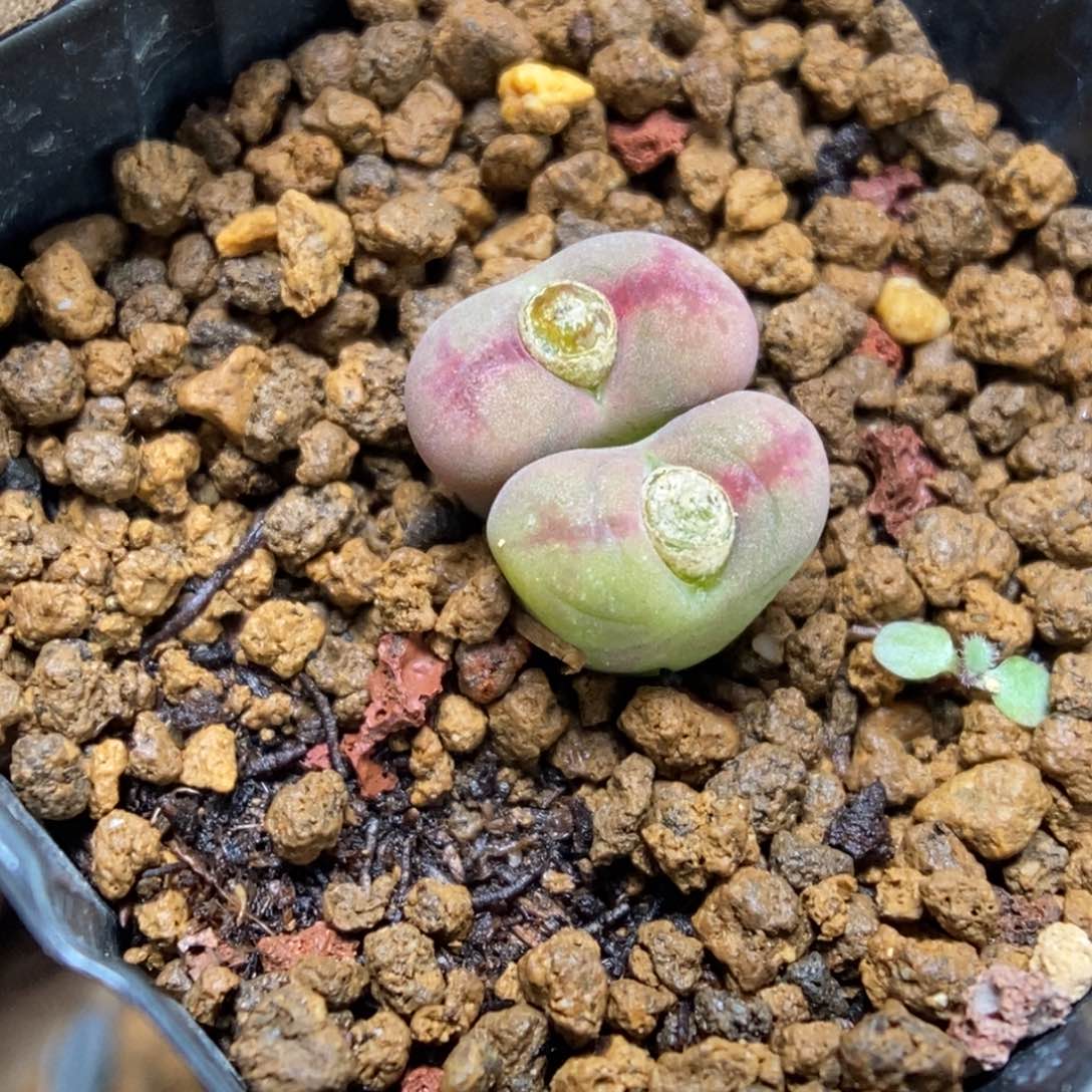 多肉植物肉锥杂交K-078