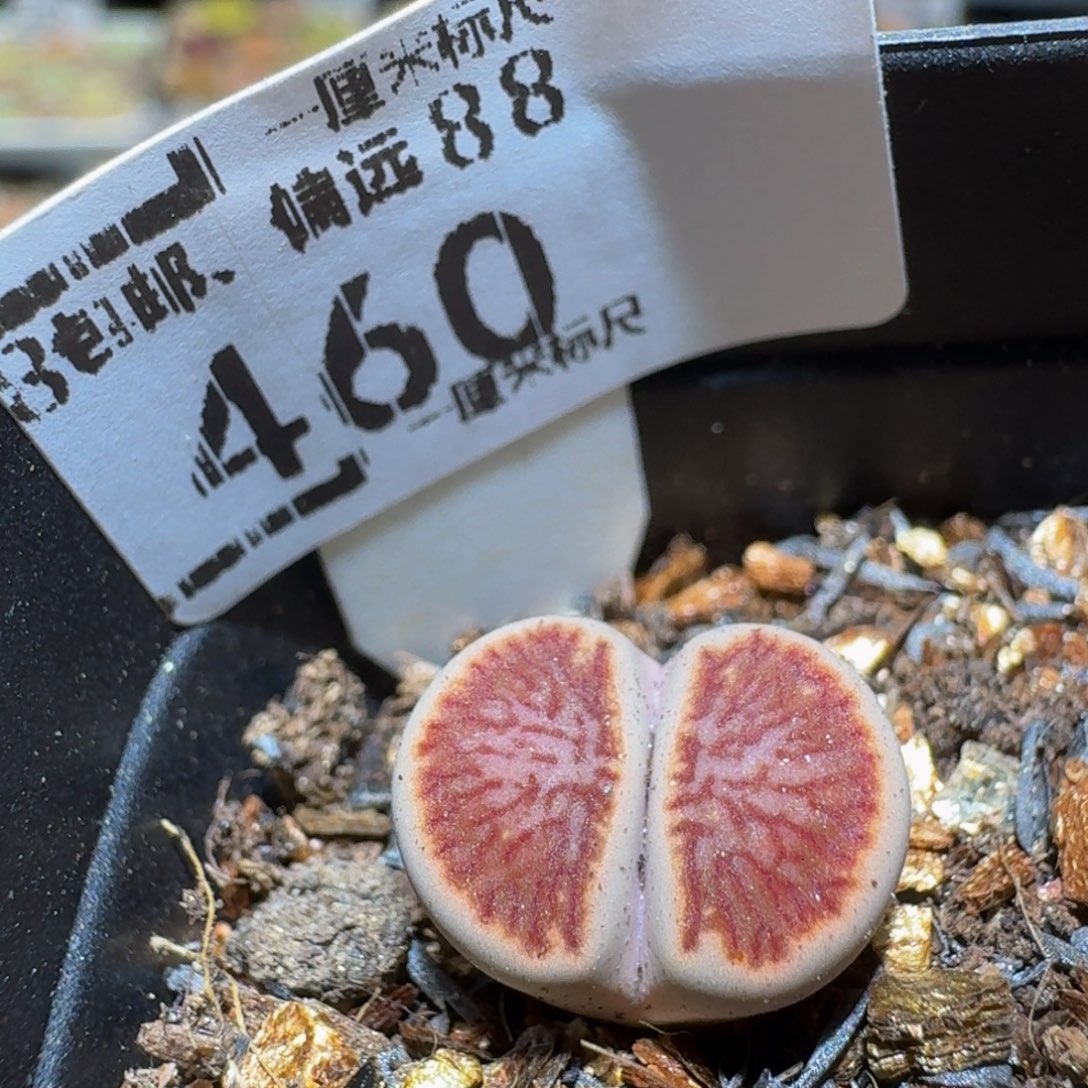 Ssss精品生石花460