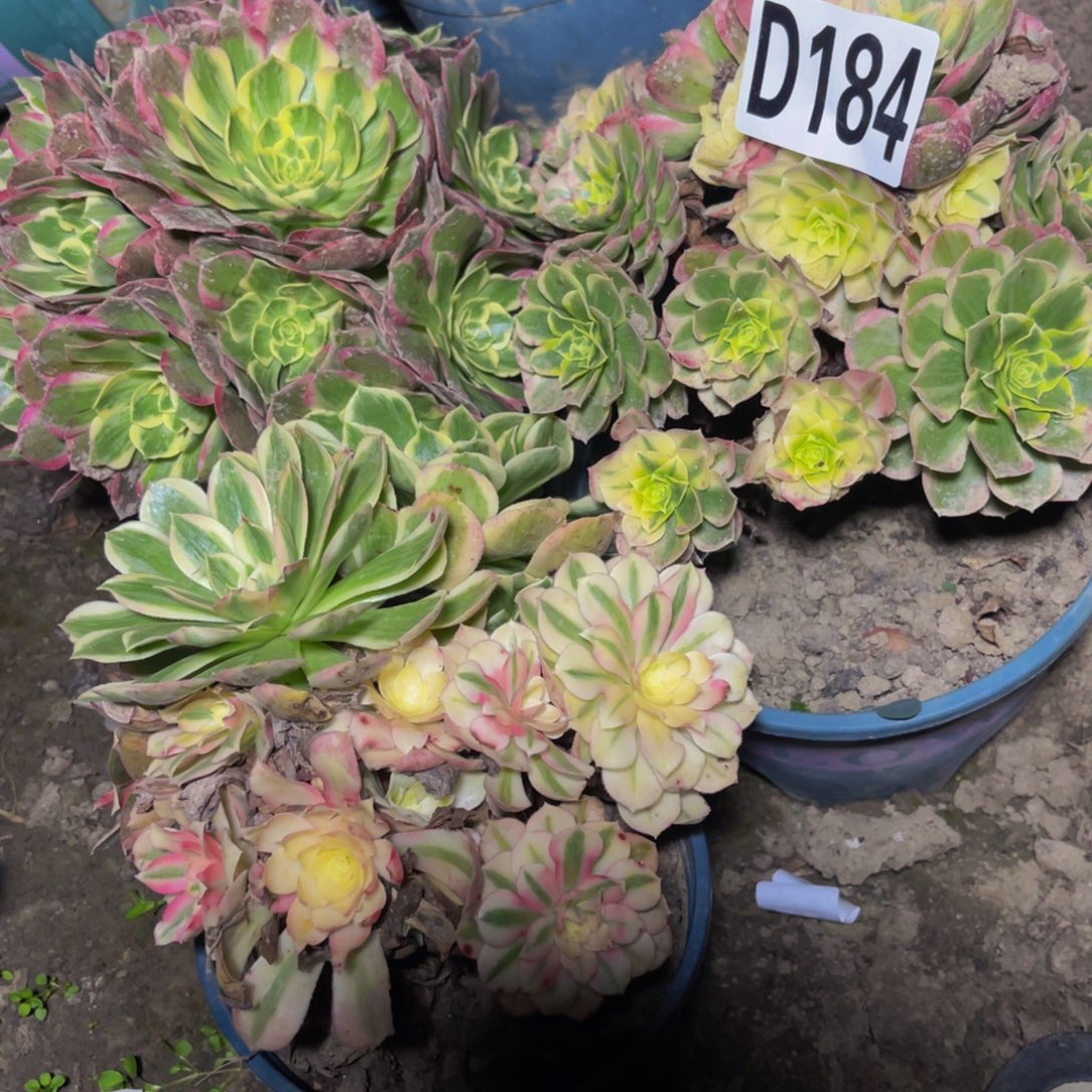 三盆法师26////43