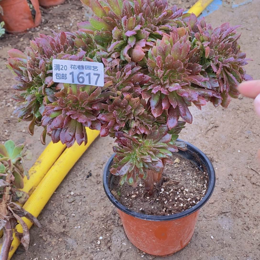 1917 号一物一拍多肉植物