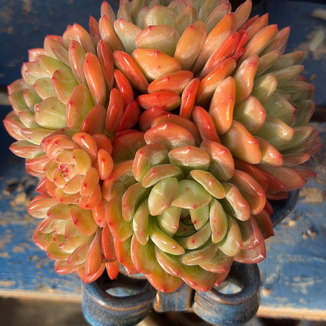 全明星老桩多肉植物