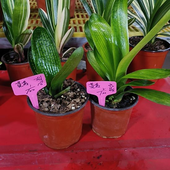 完全开放宝之兰出品高端君子兰