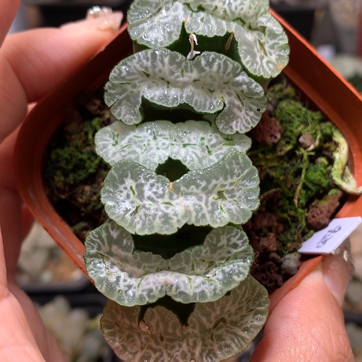 守冰玉扇带盆土发货