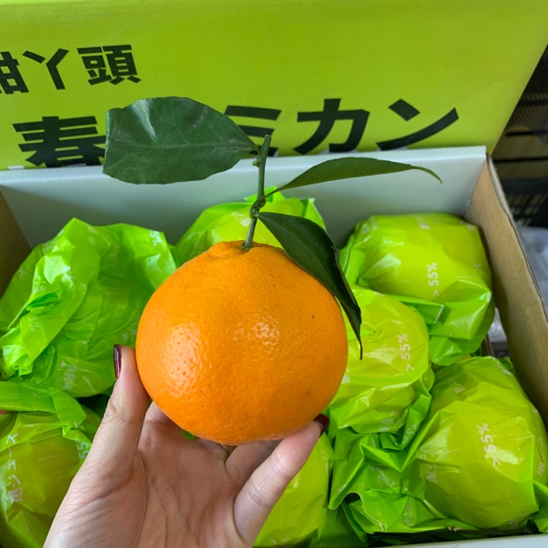 春见耙耙柑一箱 礼盒装