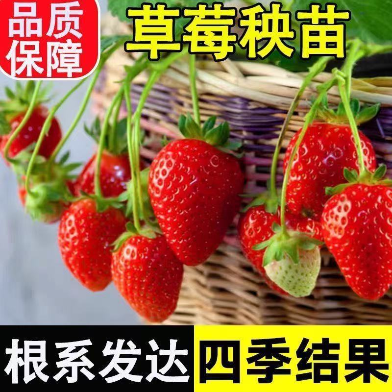 奶油草莓苗盆栽好养活红颜四季带土杯草莓苗南北种植原盆阳台