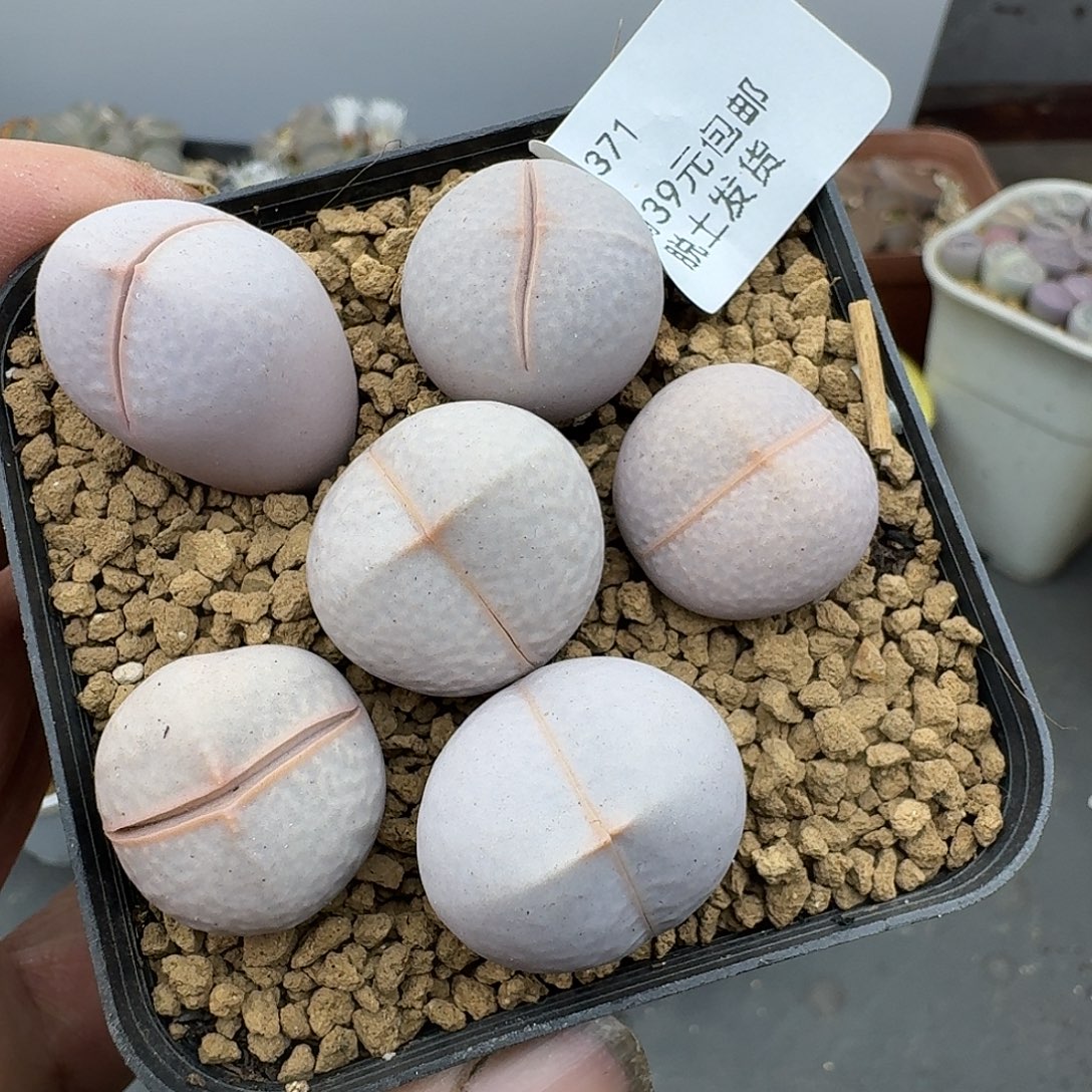 371多肉腿略长母本高尔夫