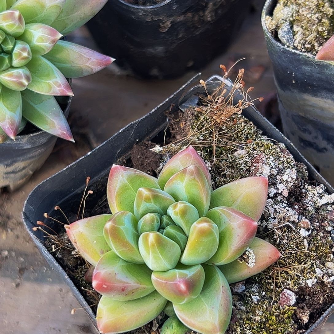 美美金品多肉美人系