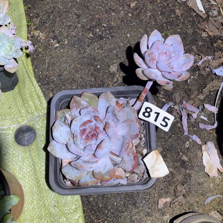 ****来815号成梦露多肉植物