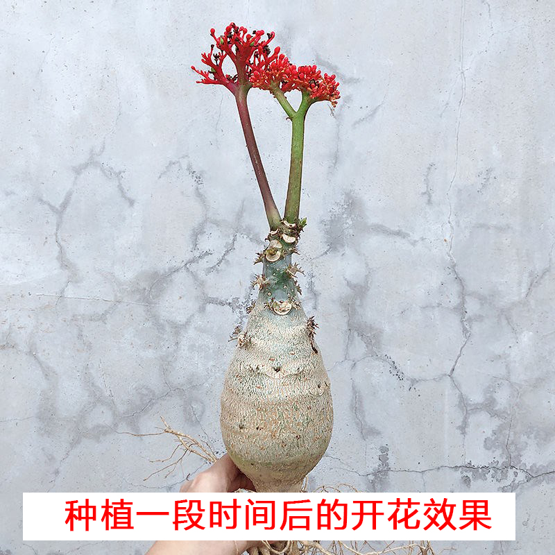 佛肚海棠佛肚树热带植物块根植物观花多肉植物盆栽
