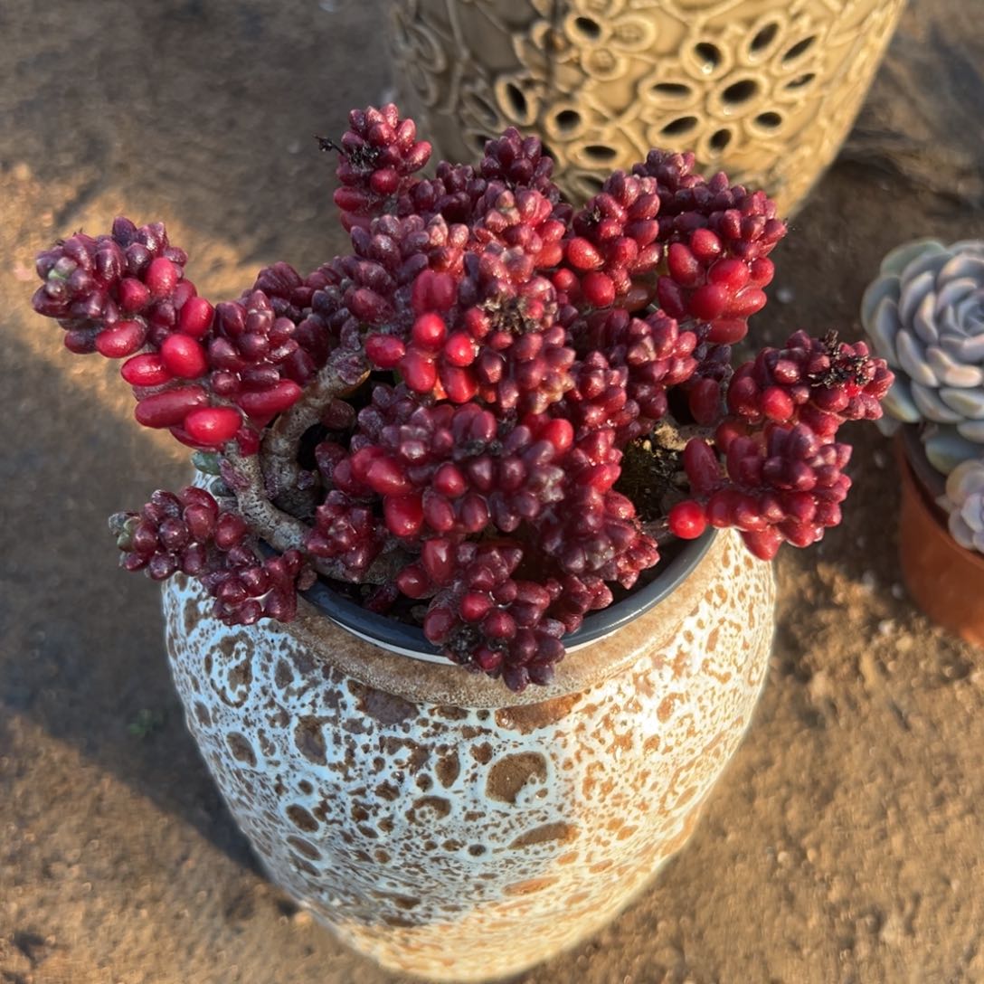 多肉植物多肉植物