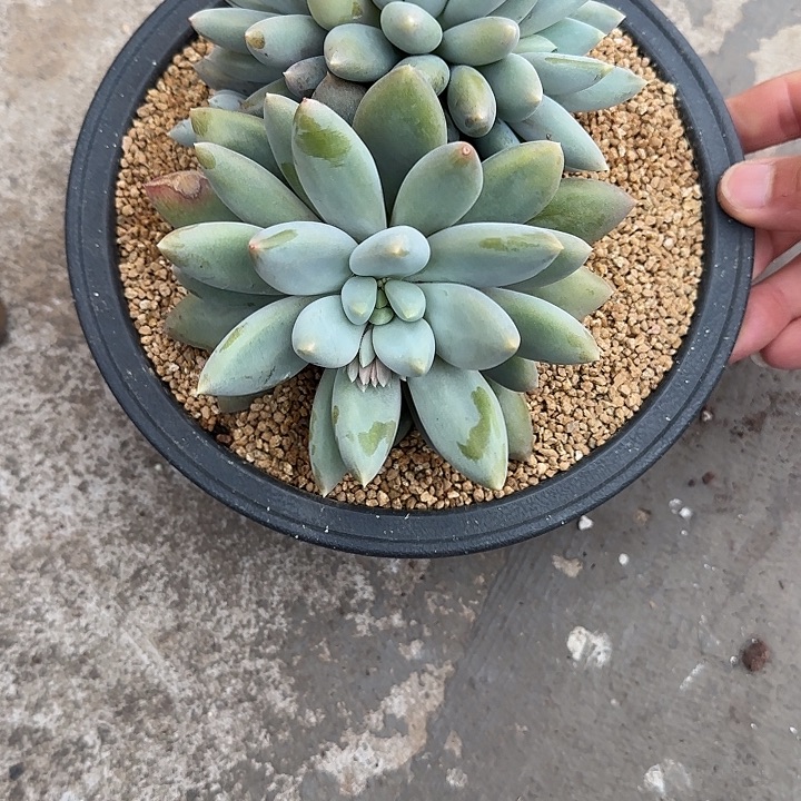 北***店多肉植物胖体哥特