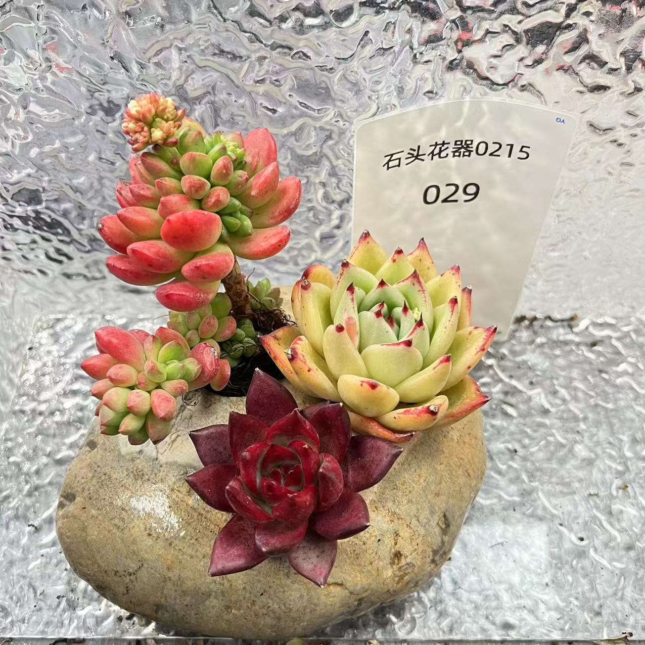 【直播专享】无土多肉--石头创意花器套装4（一物一拍）