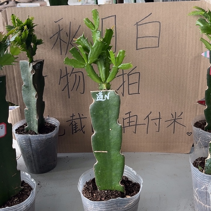 用***1当前无花朵，栽培后可花朵道恩