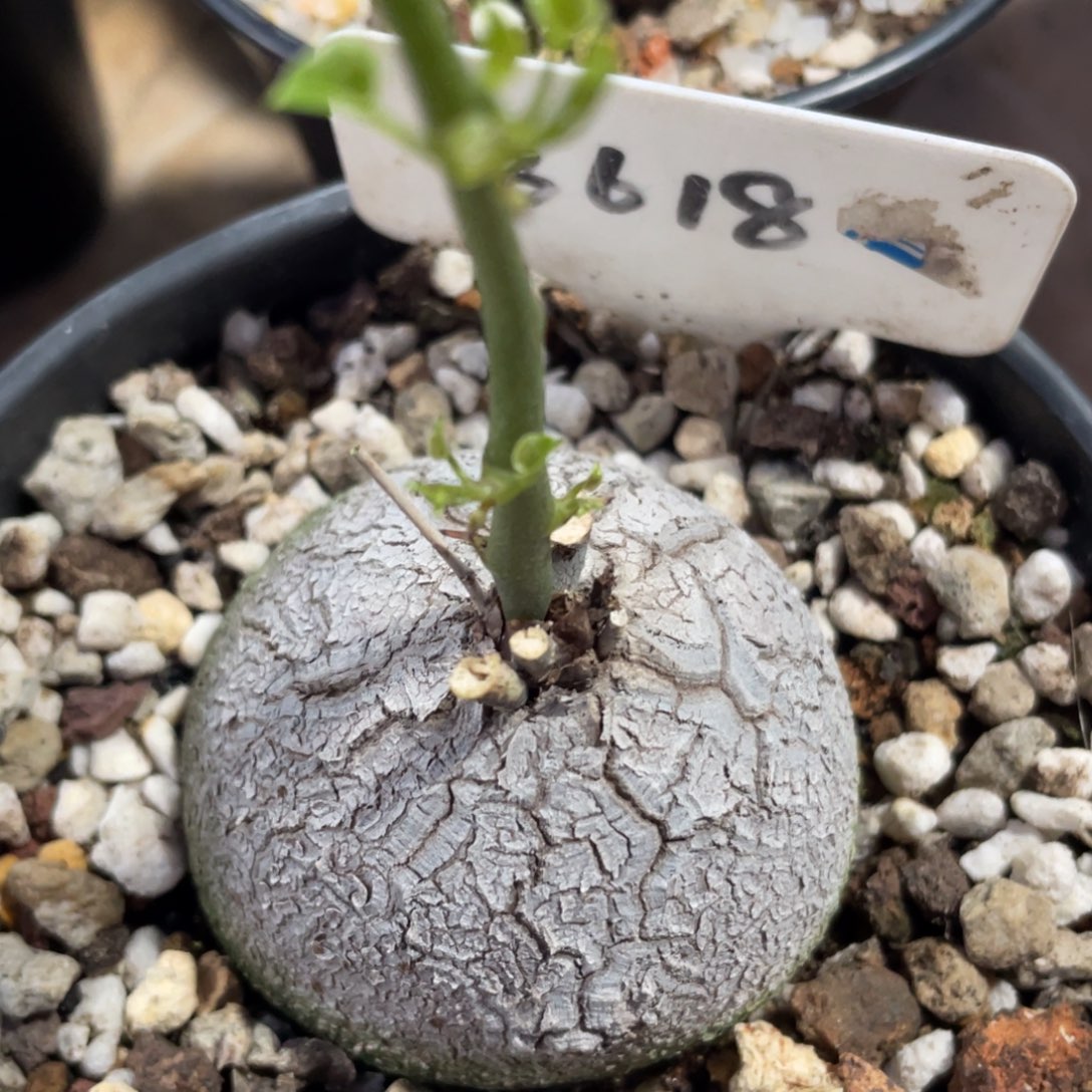 盆栽，龟甲龙5.5公分