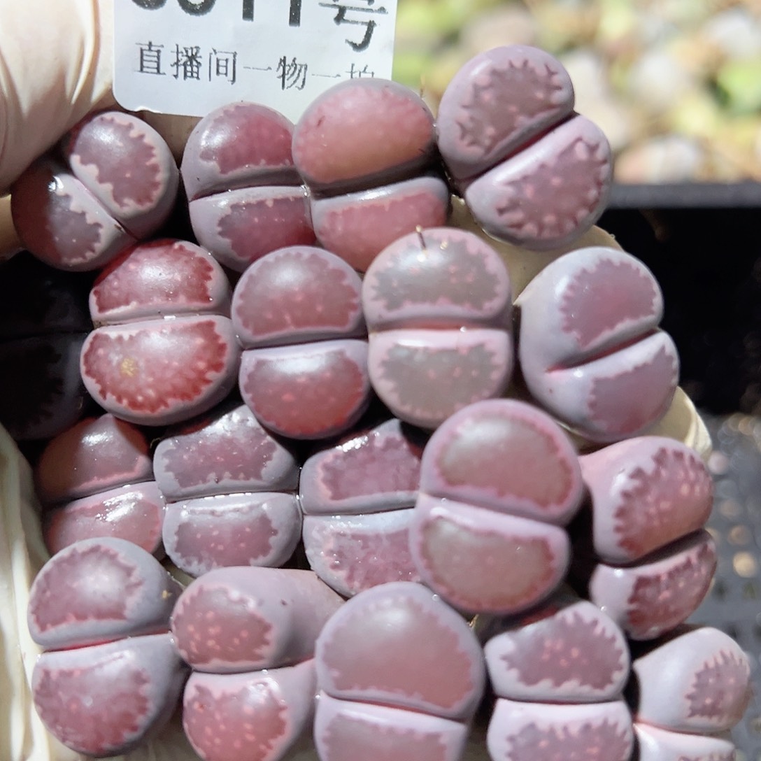 8511 好养易活生石花大母本19个