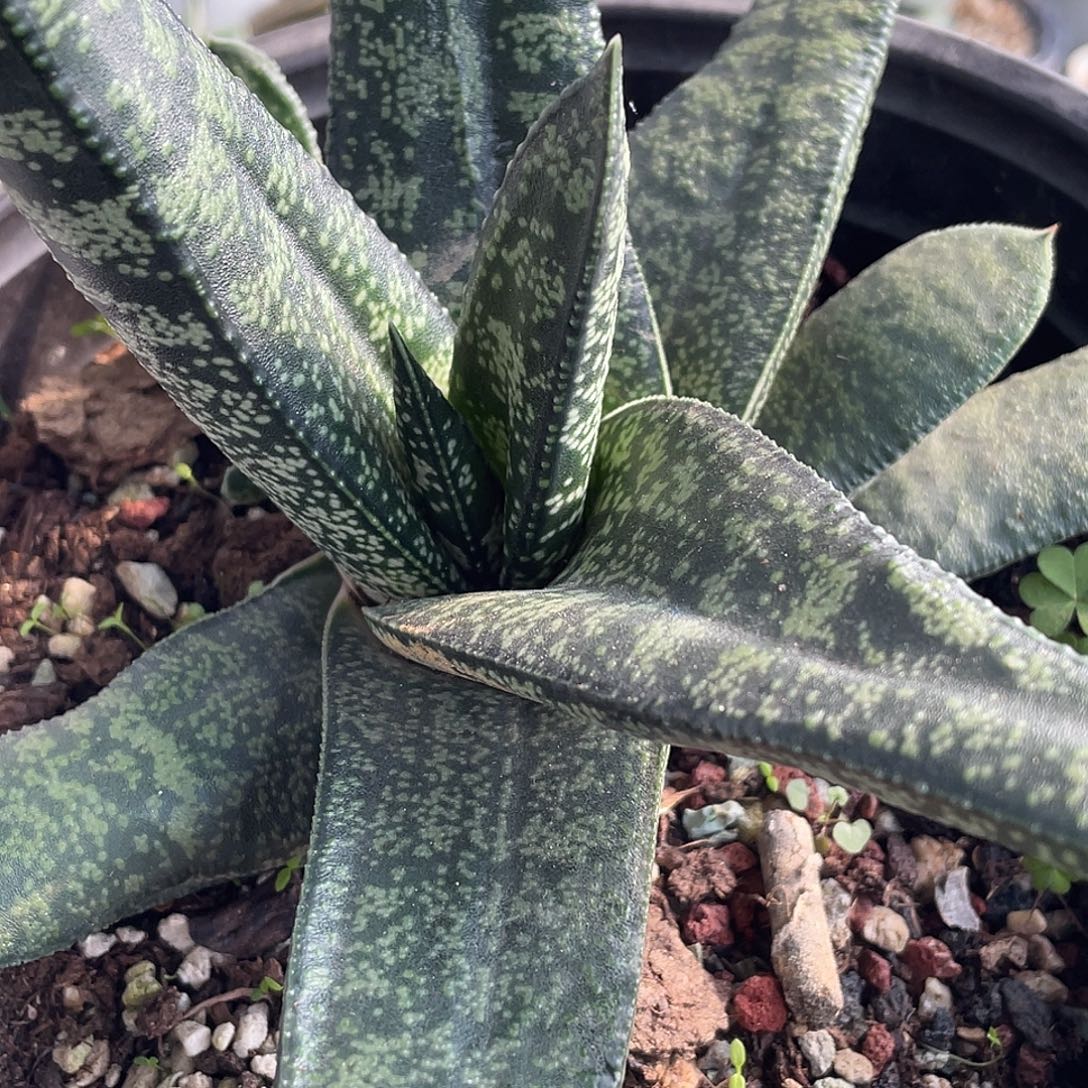 2041脱土发货1111111