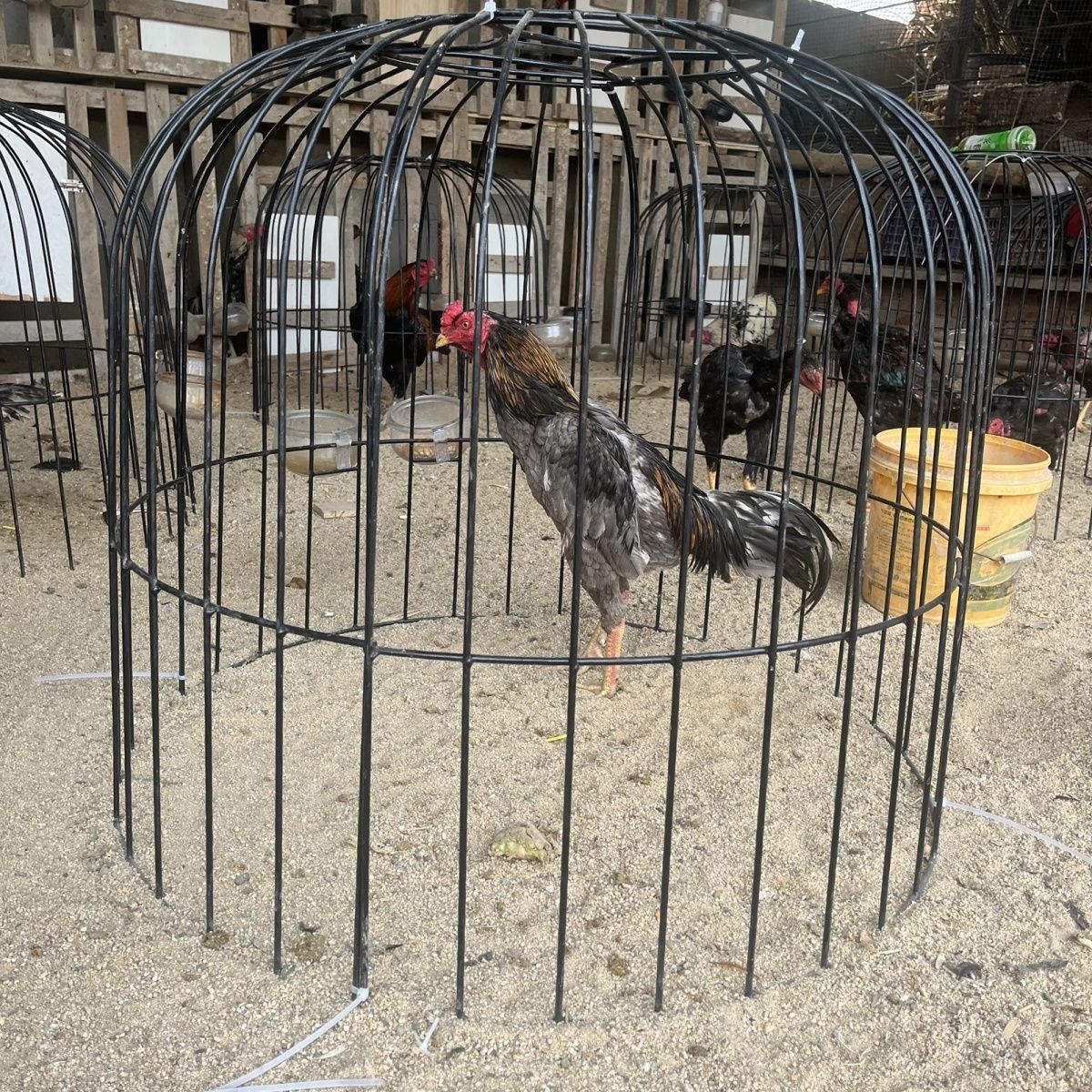 大号斗鸡笼子斗鸡罩笼折叠斗鸡铁笼子斗鸡钢筋罩笼家用斗鸡鸡罩