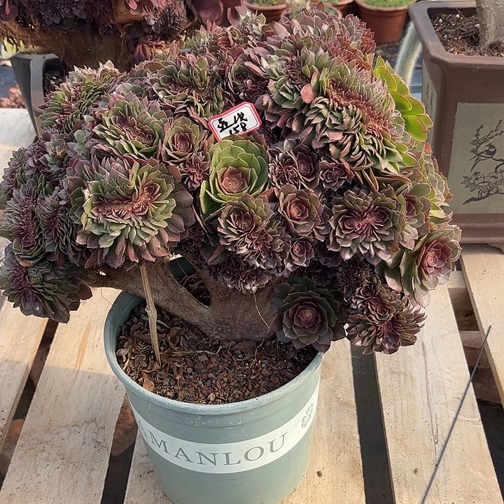 多肉通*万圣节12345