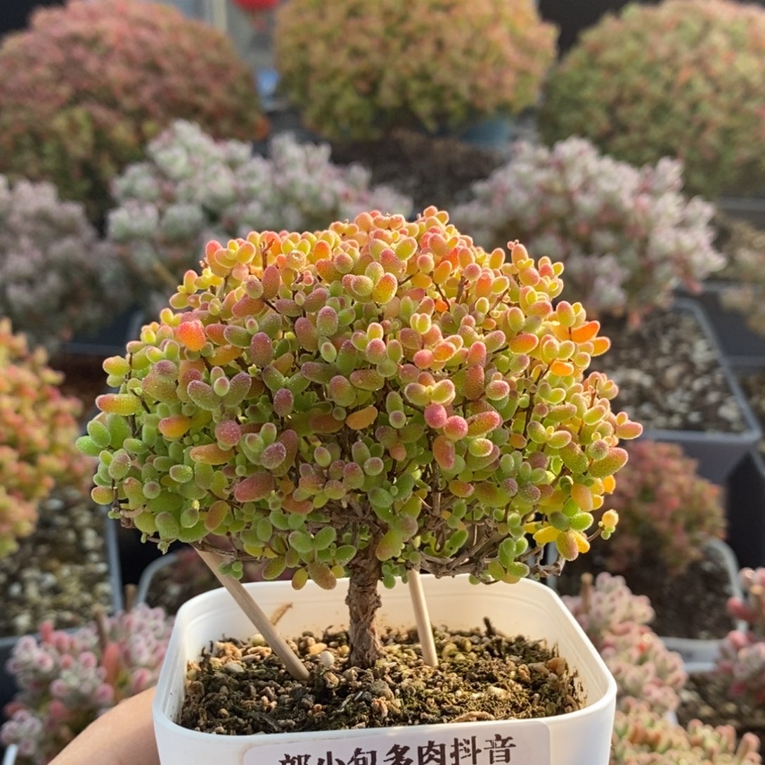 蜜橘糖球3729枝干番杏