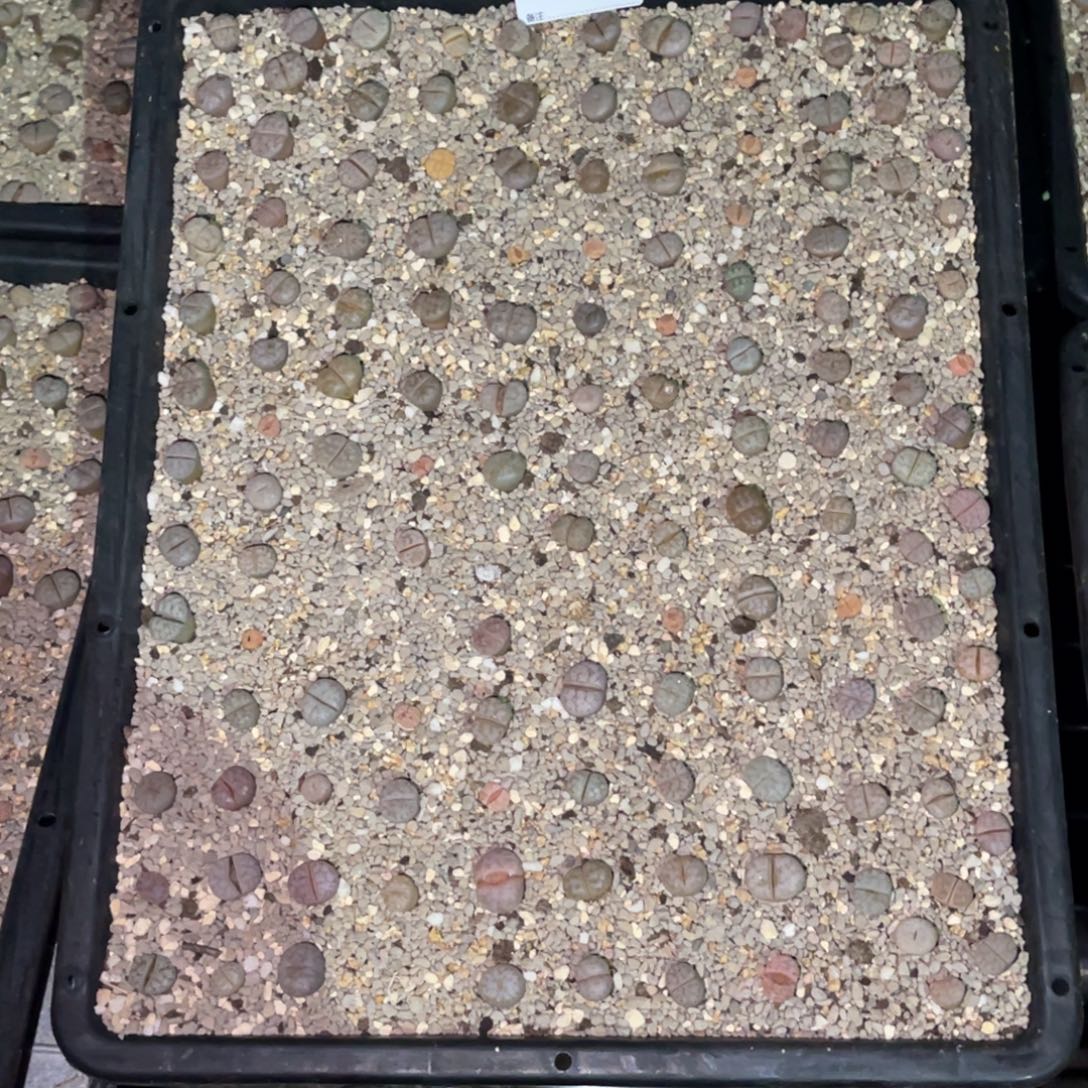 *****1529福利筐1不售后