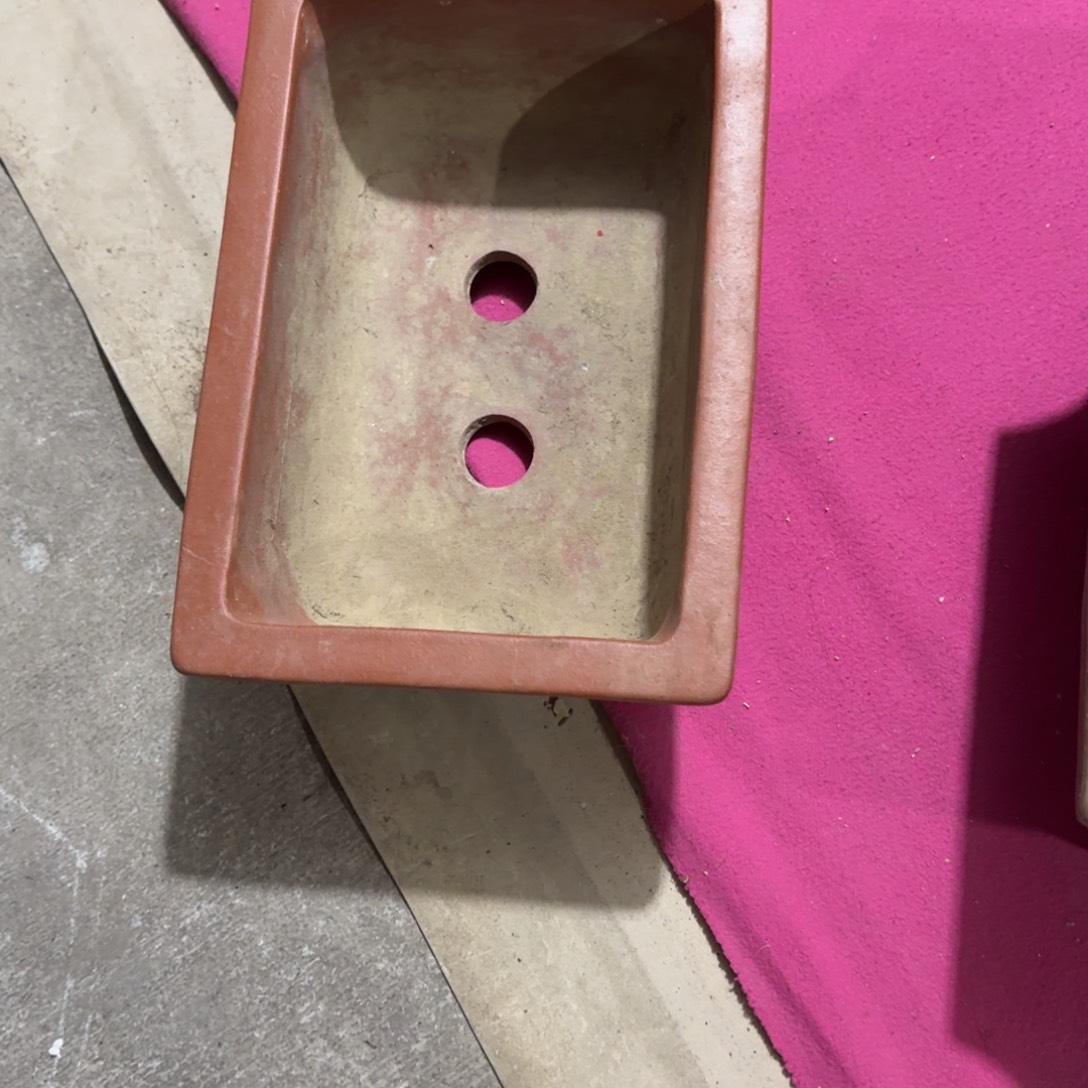 M***Z杂色豆（科檀/科特迪瓦檀木）