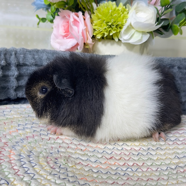 35号豚鼠荷兰猪美泰品种三个月妹妹