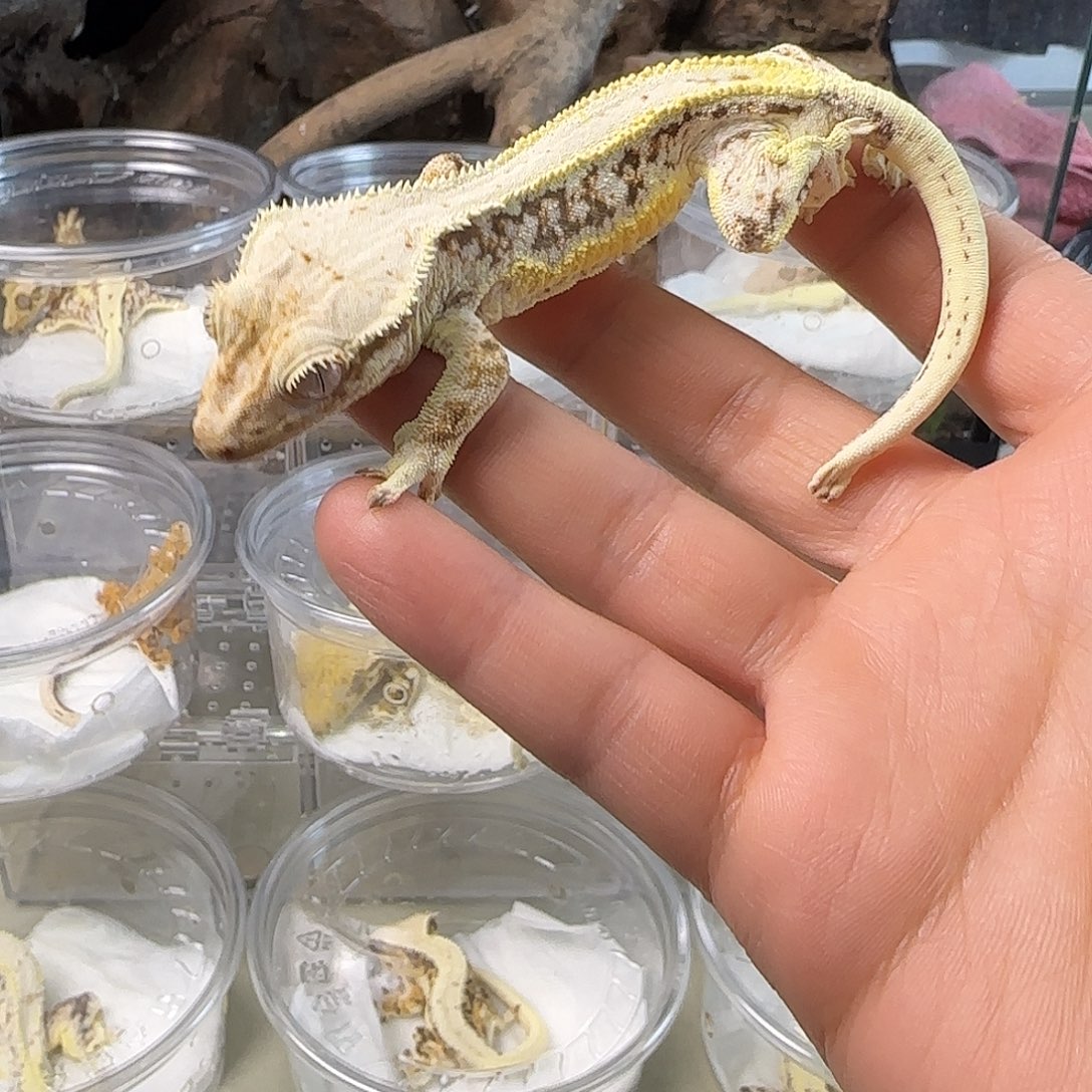 睫角守宫小满背黑底莉莉白