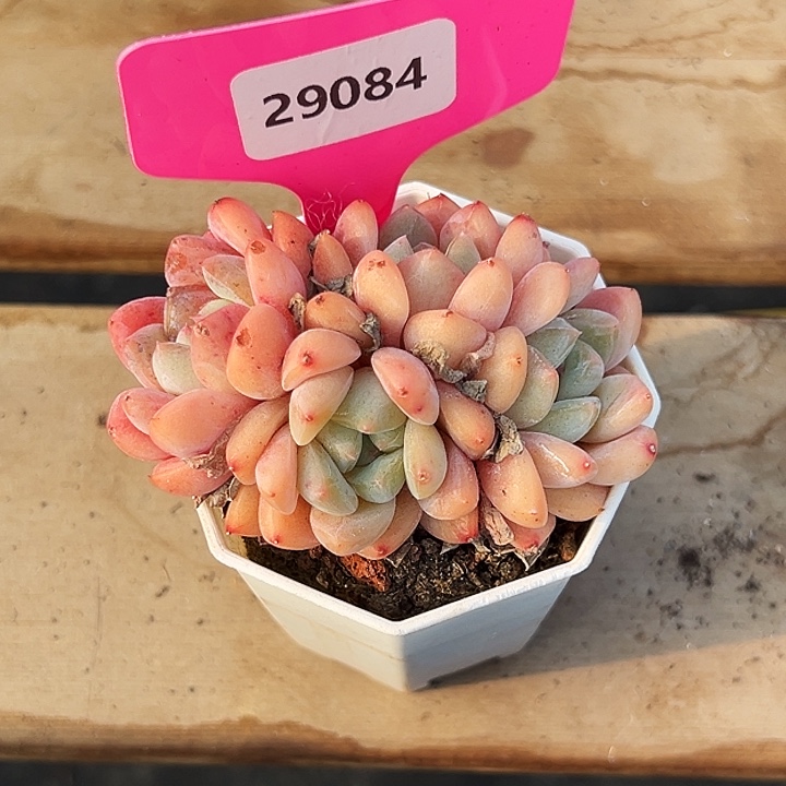 啊***ʔ糖心。  29084号。  
