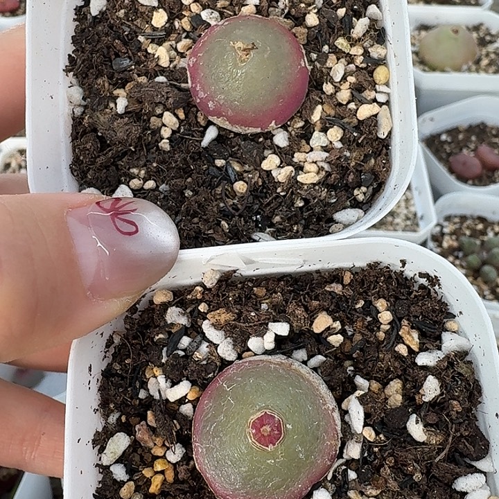 老马生石花2.2灯泡2434