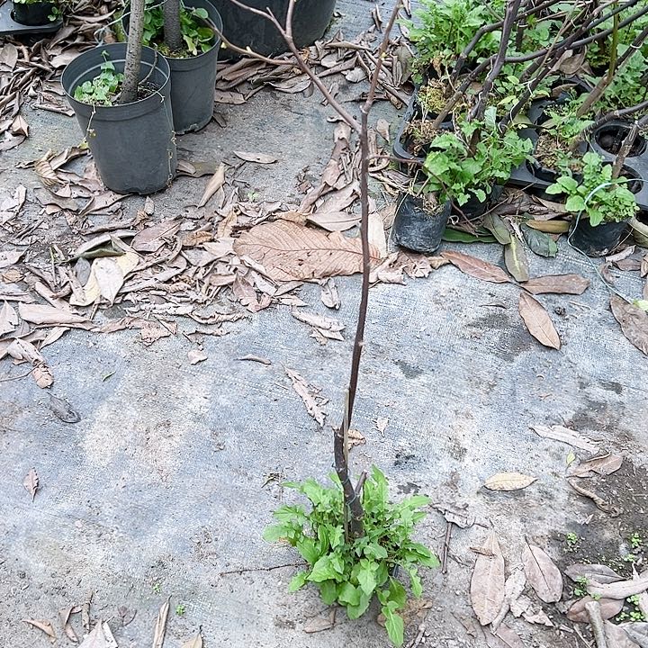 彭*新13455666666666