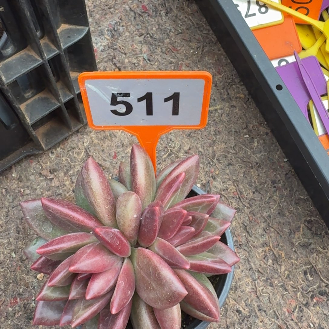 多肉植物迷雾泡泡511