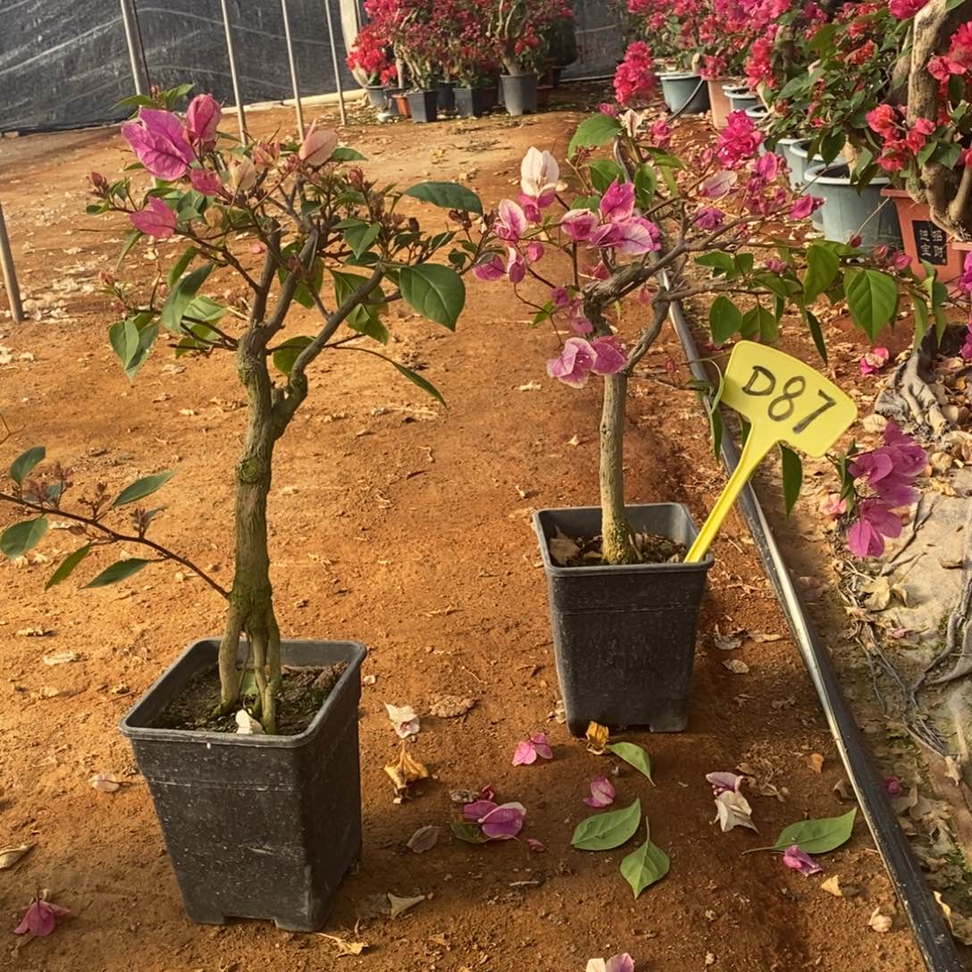 郝***運无花朵三角梅红樱D87