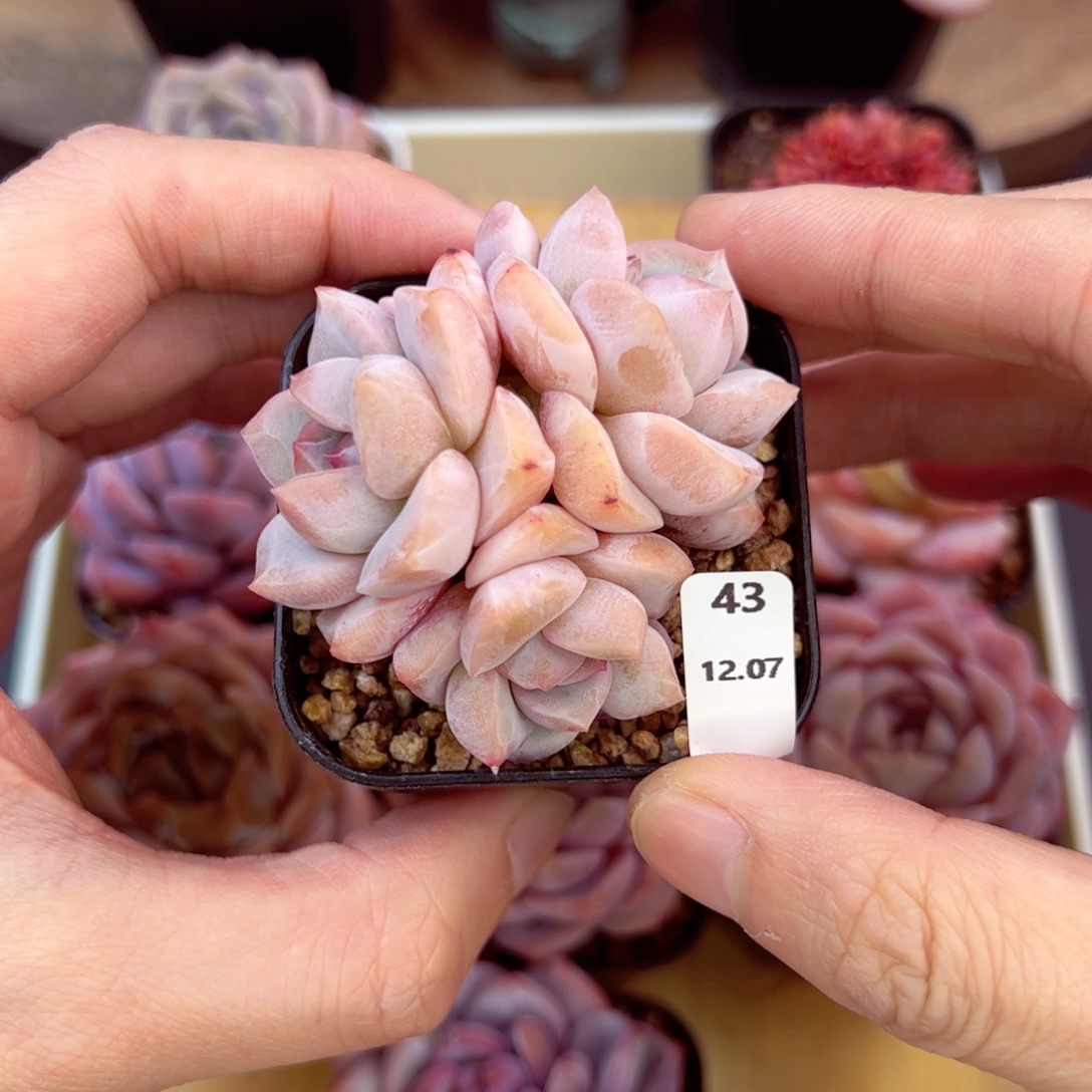 好好看43、哈哈哈哈