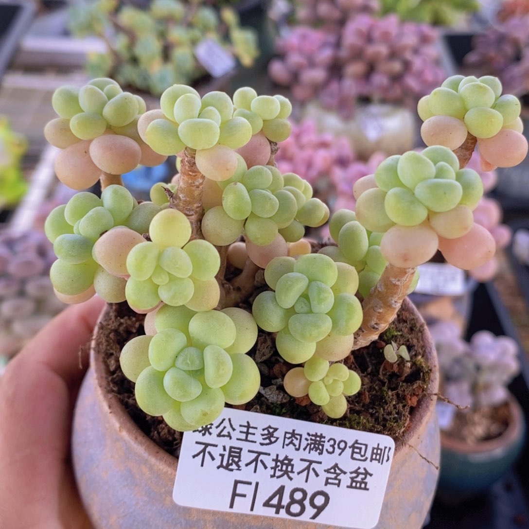 花朵鱼子酱老桩8cm489多肉植物