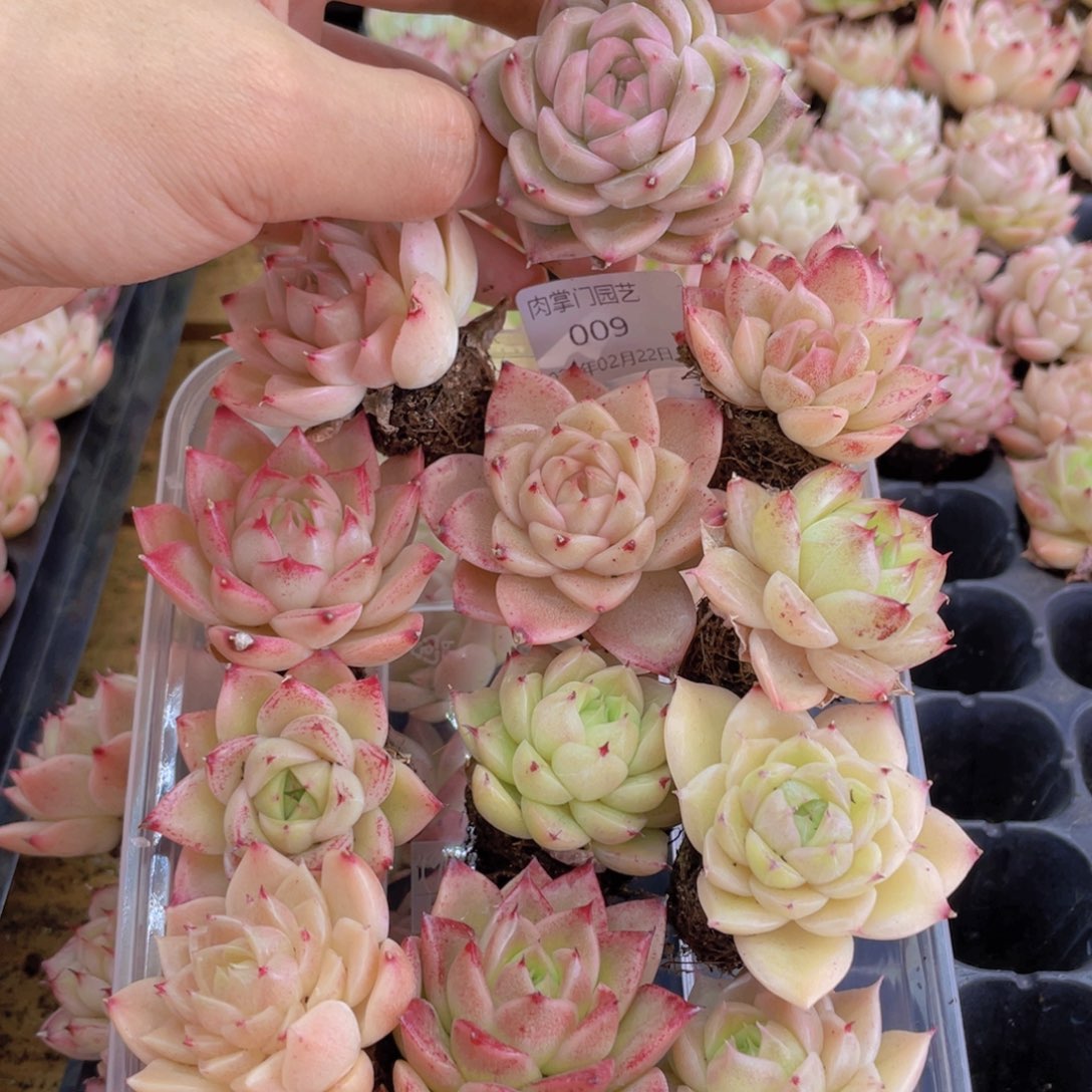 开心快乐幸福009