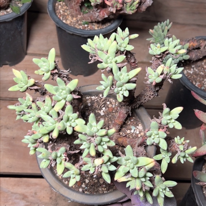 1333绿豆哈哈哈哈哈哈