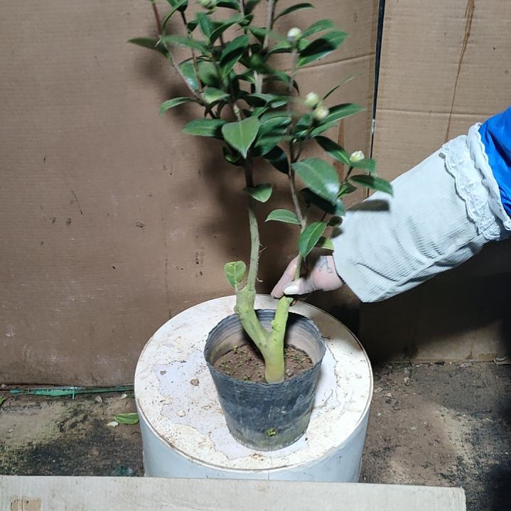 339斑水屋，原盆原土发货，不包邮