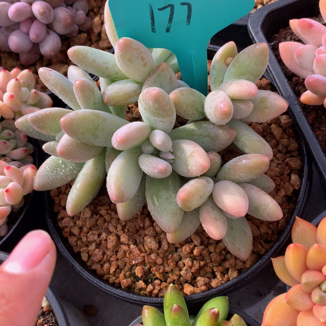 花***花白兰地72727272727