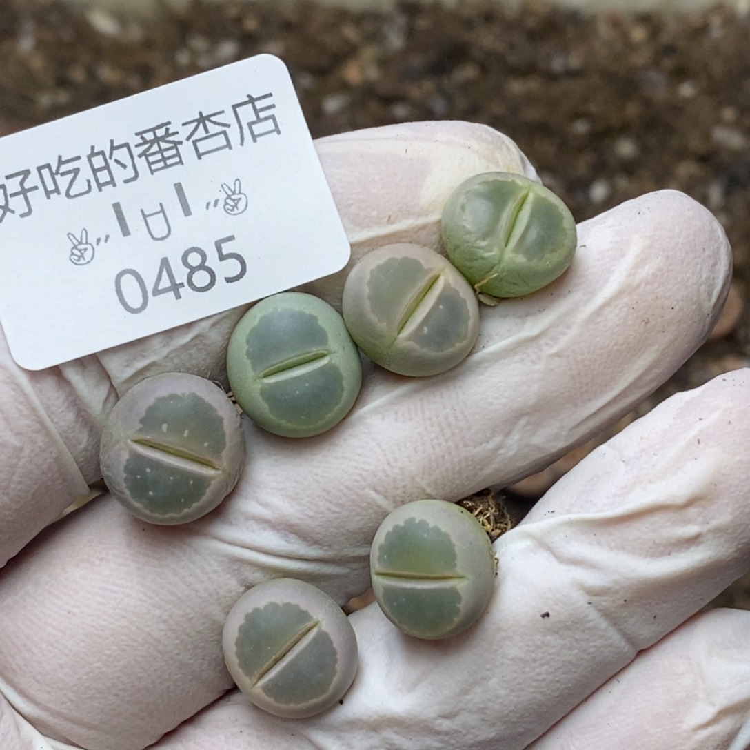 0485。零下拍保温。