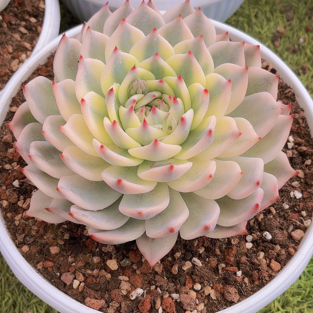 吉娃娃锦15公分8999999999