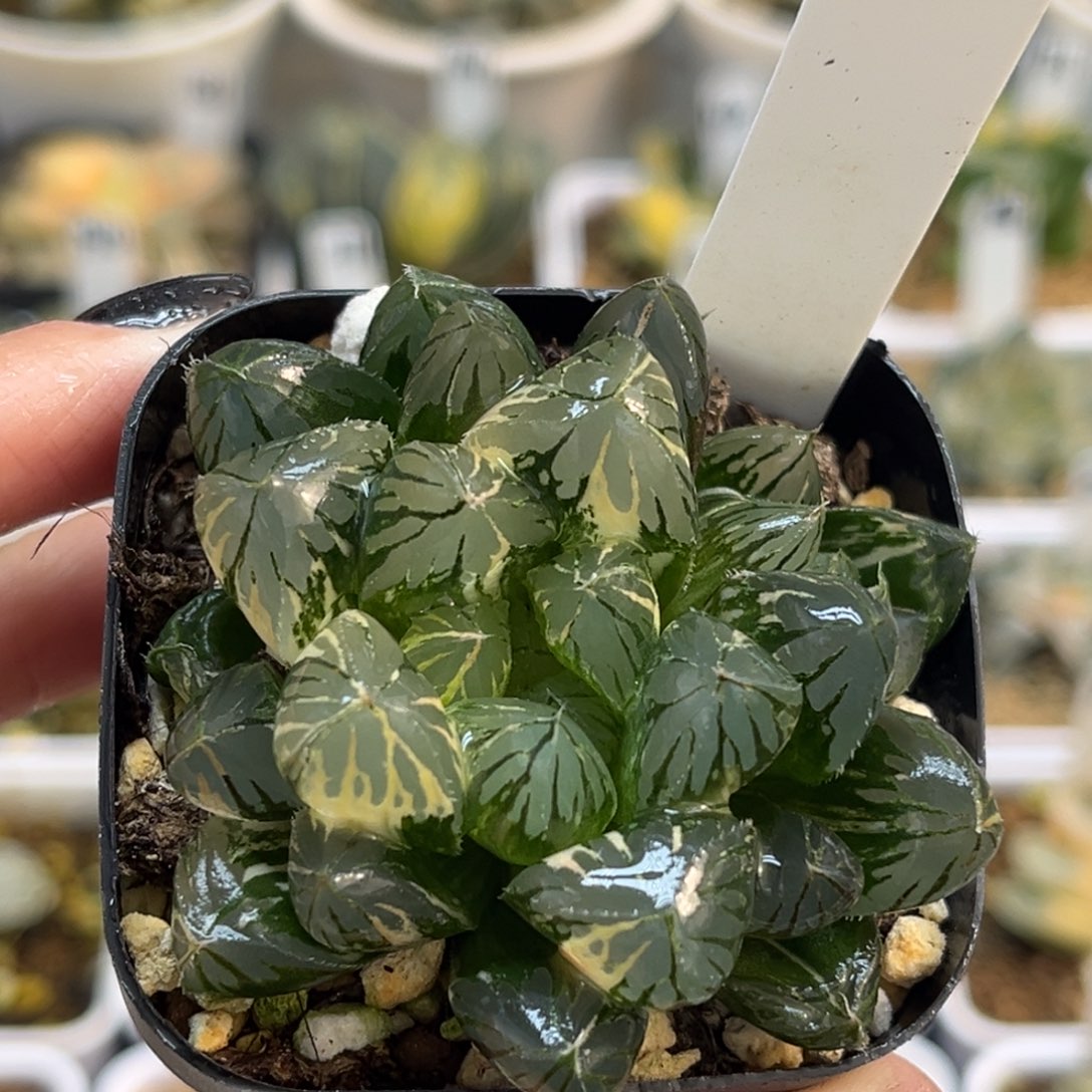 82水晶灯玉露锦带仔福利专场