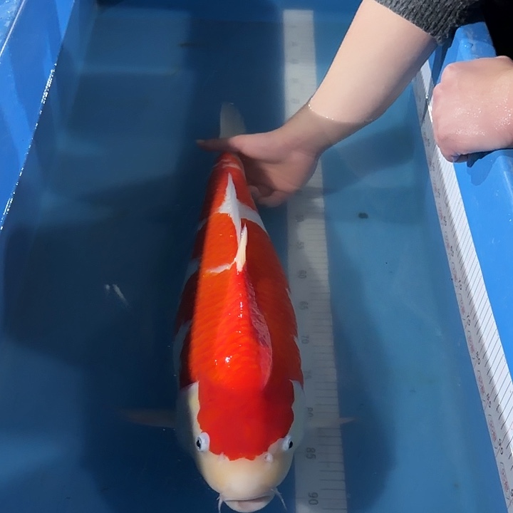 海水鱼红白专拍链接